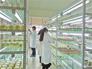 三保奇花 生物科技賦能產業升級，生物農藥揚帆出海